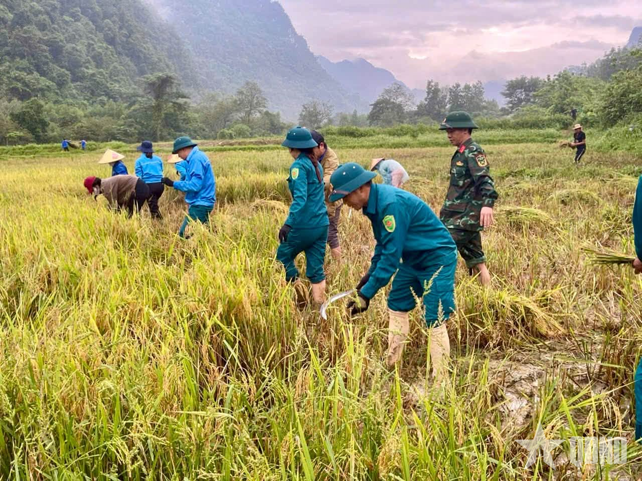 Quảng Trị: Bộ đội, dân quân giúp dân gặt lúa 